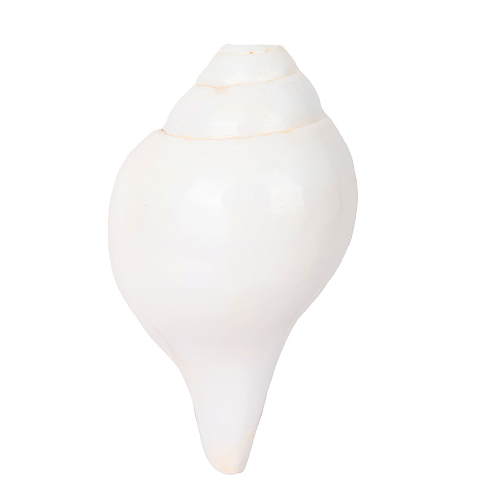 Natural 100% Original Sacred Blowing Shankh 13.5 Cm