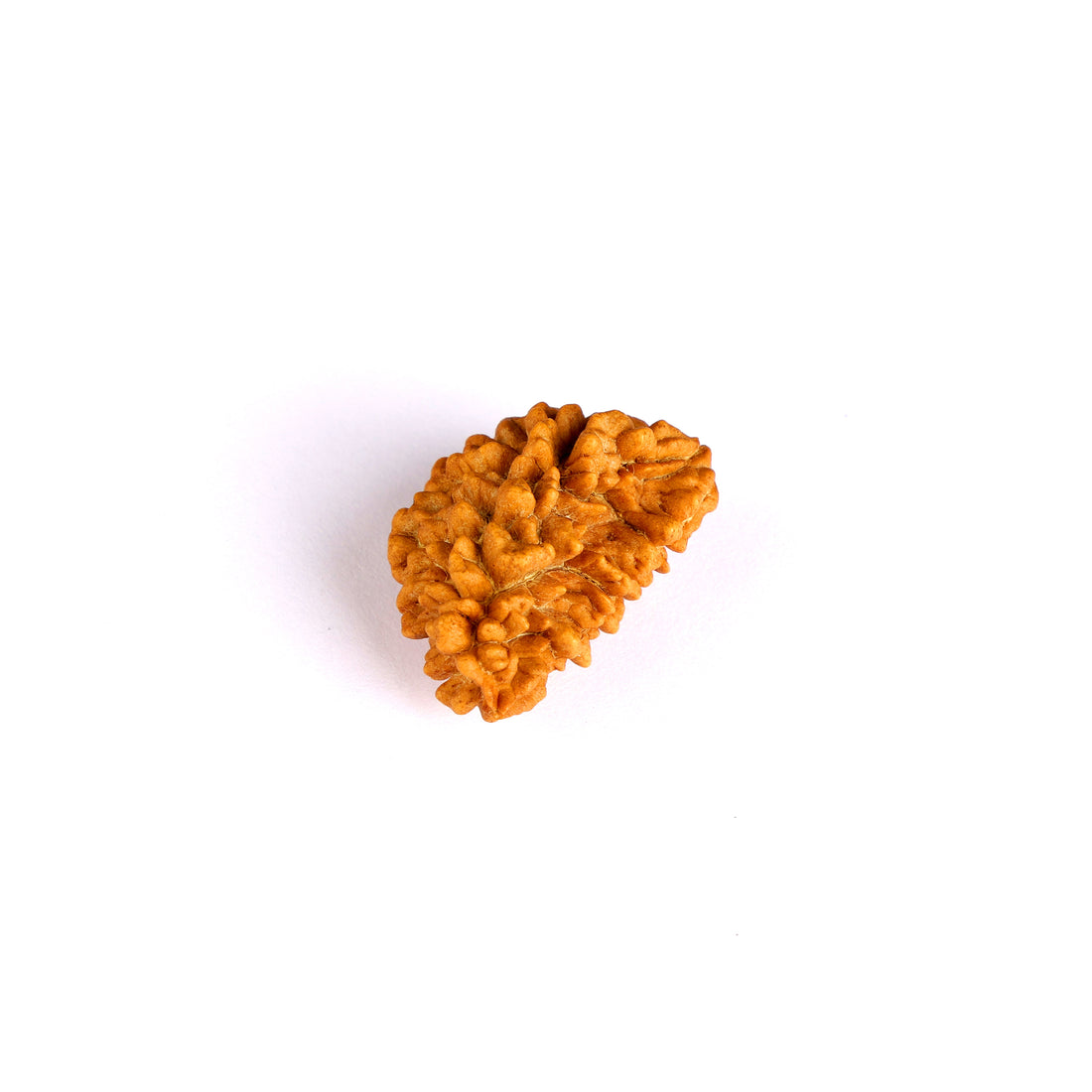 1 Mukhi Rudraksha (Half Moon)