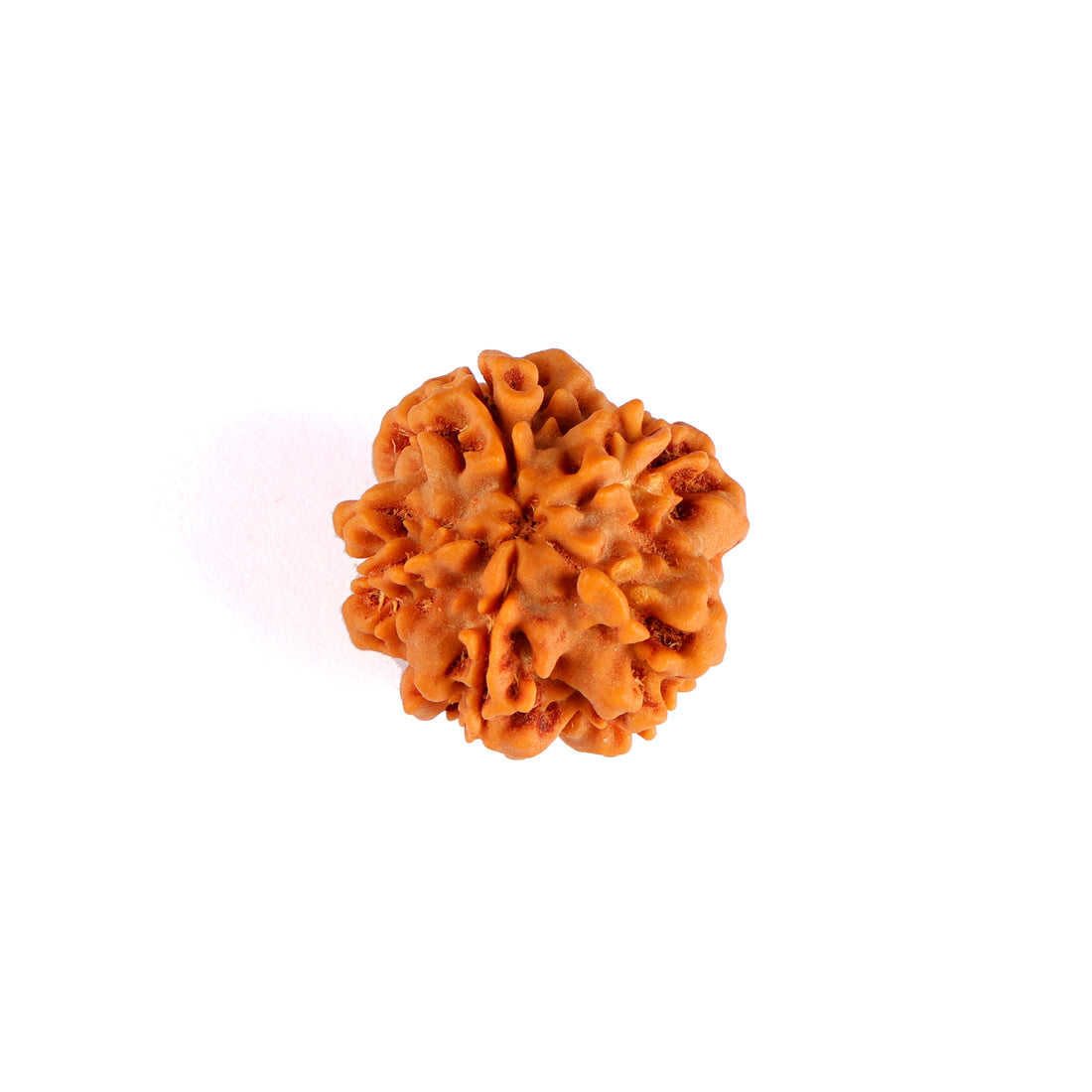 1 Mukhi Rudraksha (Underdeveloped)