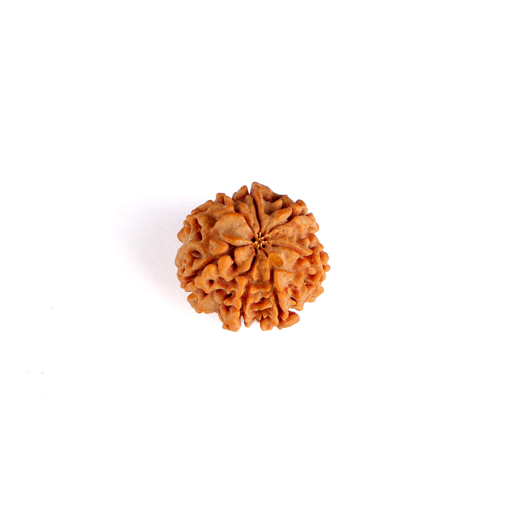 7 Mukhi Rudraksha (Collector)
