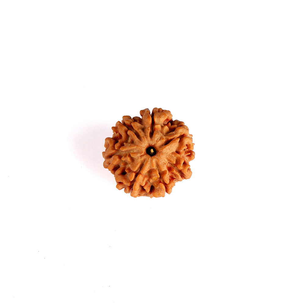 7 Mukhi Rudraksha (Regular)