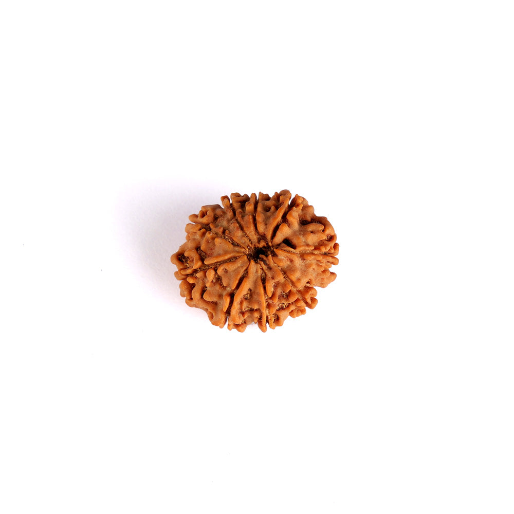 9 Mukhi Rudraksha (Super Collector)