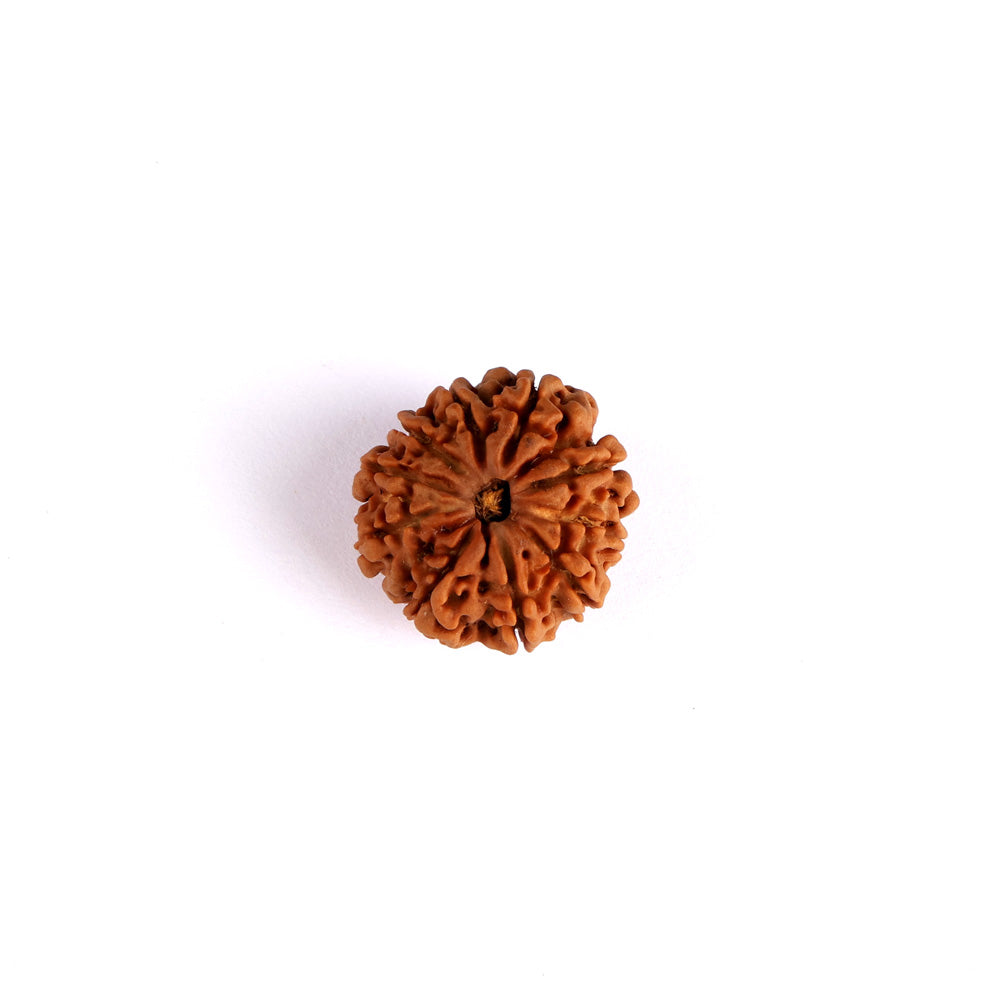 10 Mukhi Rudraksha (Super Collector)