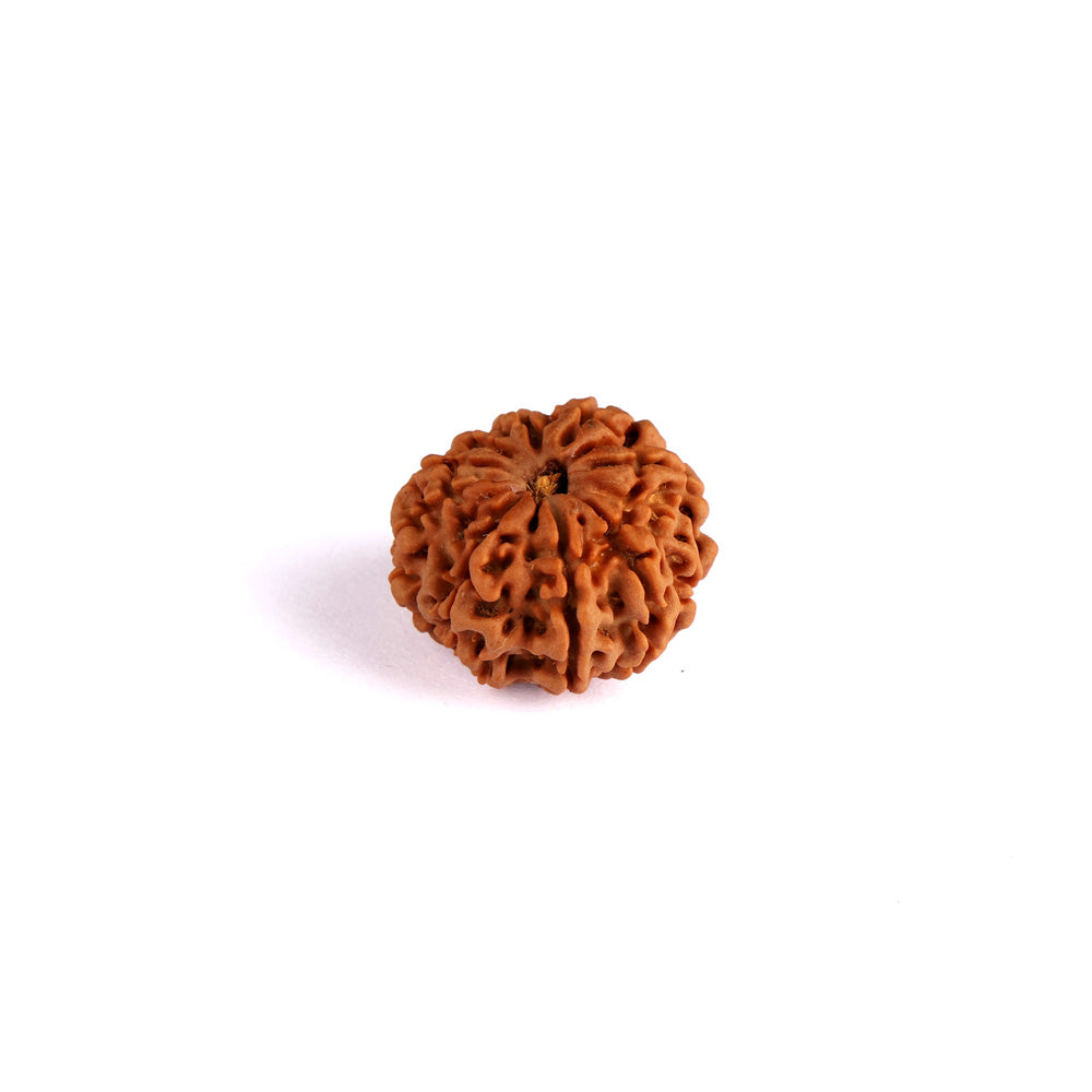 10 Mukhi Rudraksha (Super Collector)