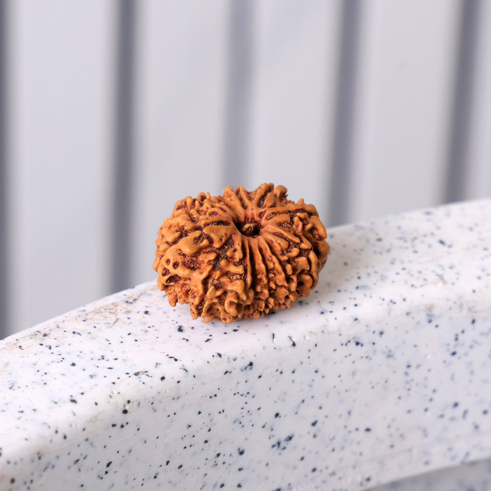 13 Mukhi Rudraksha (Regular)