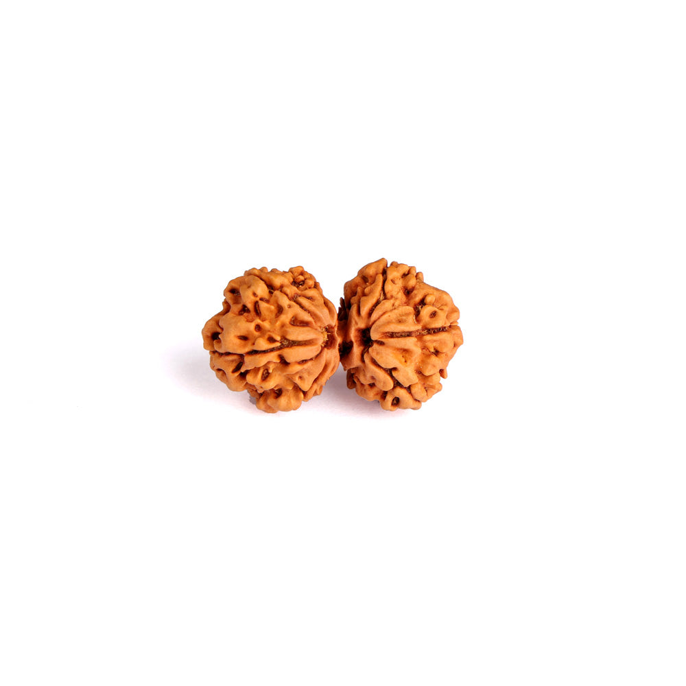 9 Mukhi Gauri Shankar Rudraksha (Super Collector)
