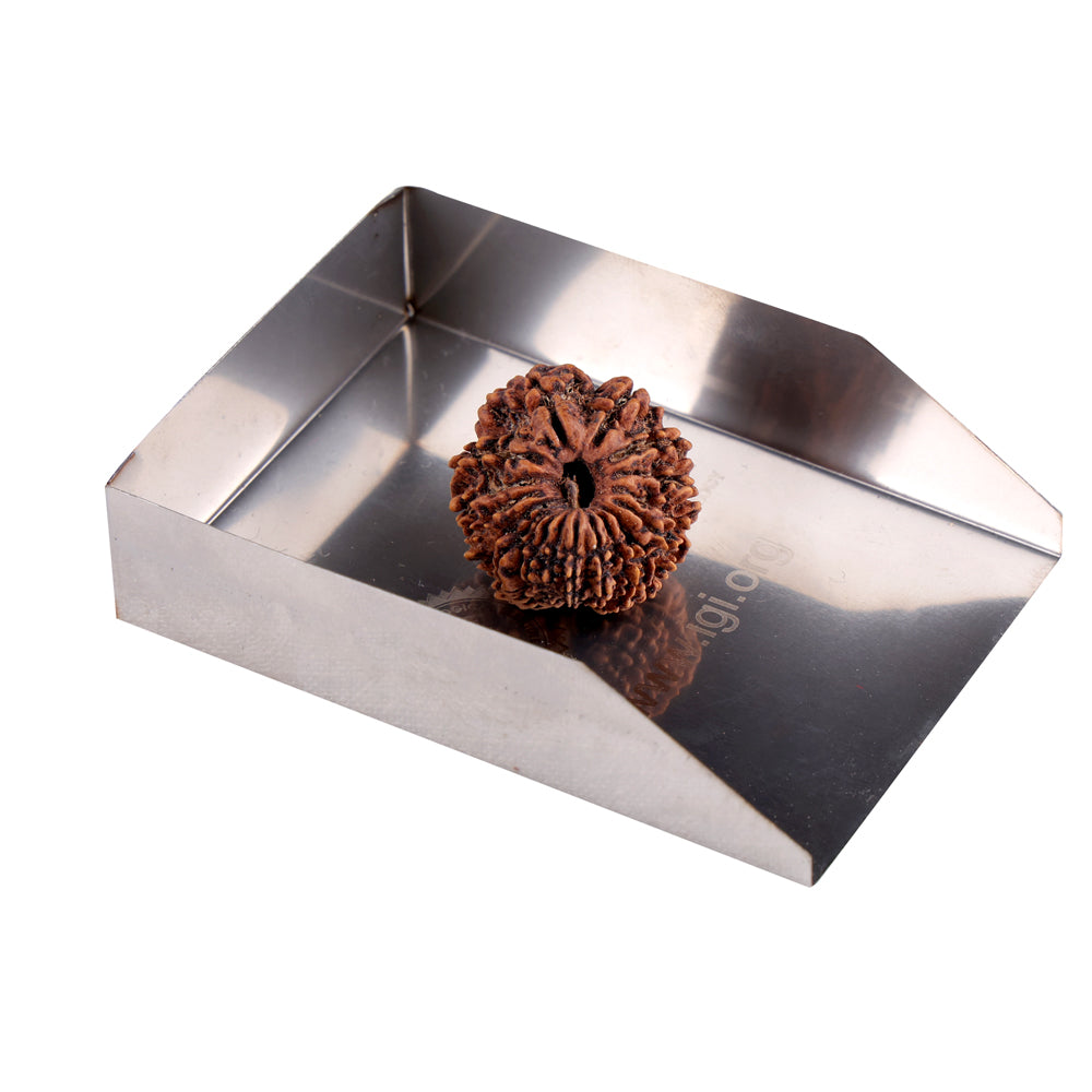 18 Mukhi Rudraksha (24.28mm)