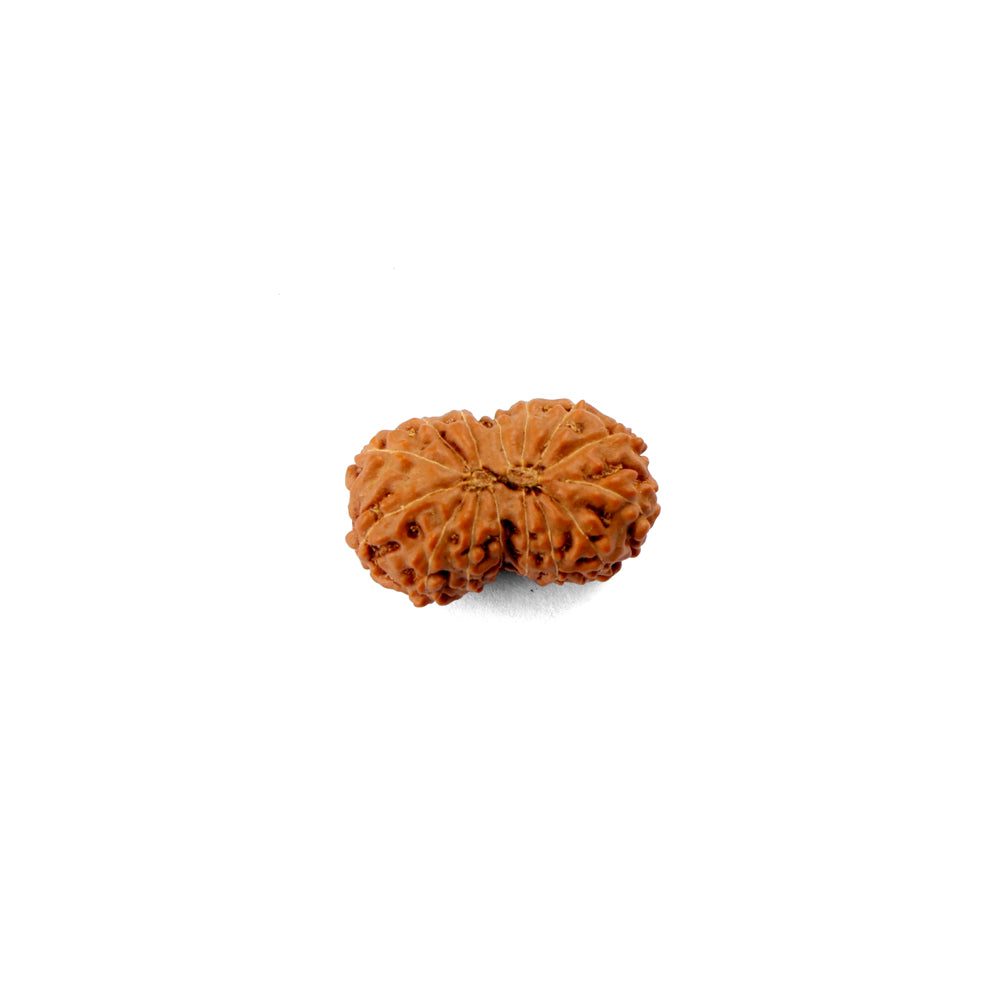 15 Mukhi Rudraksha (22.34mm)