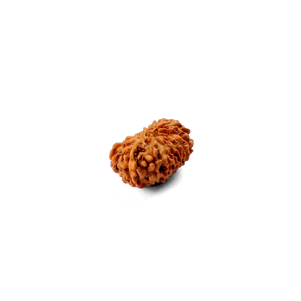 16 Mukhi Rudraksha