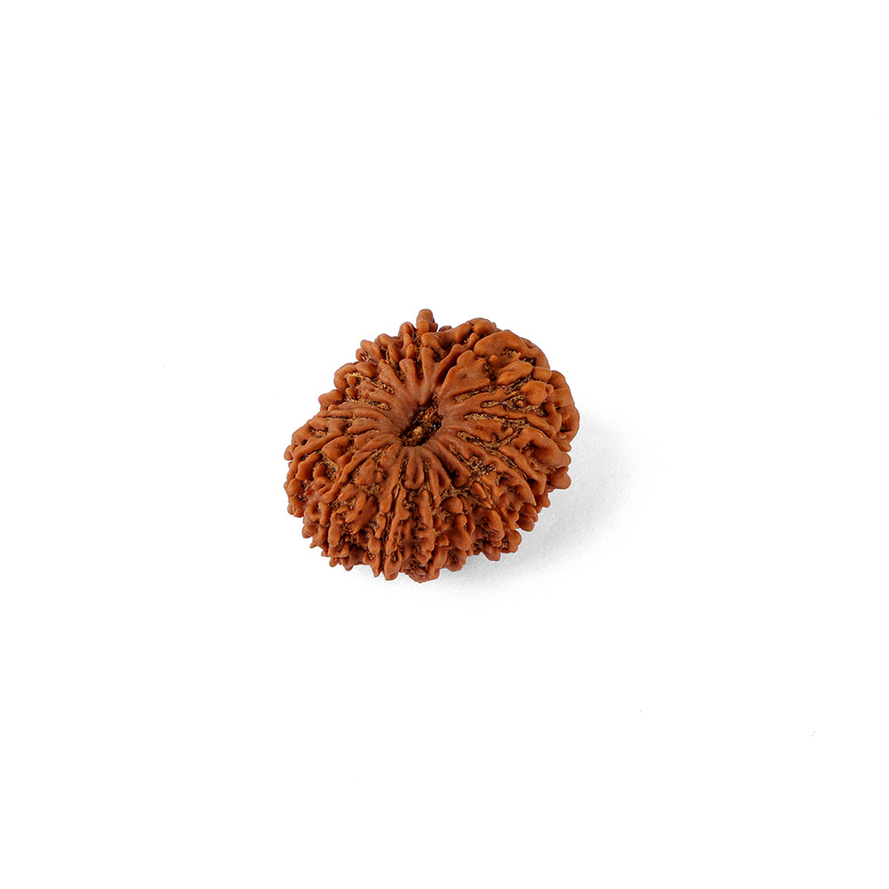 16 Mukhi Rudraksha (29.66mm)