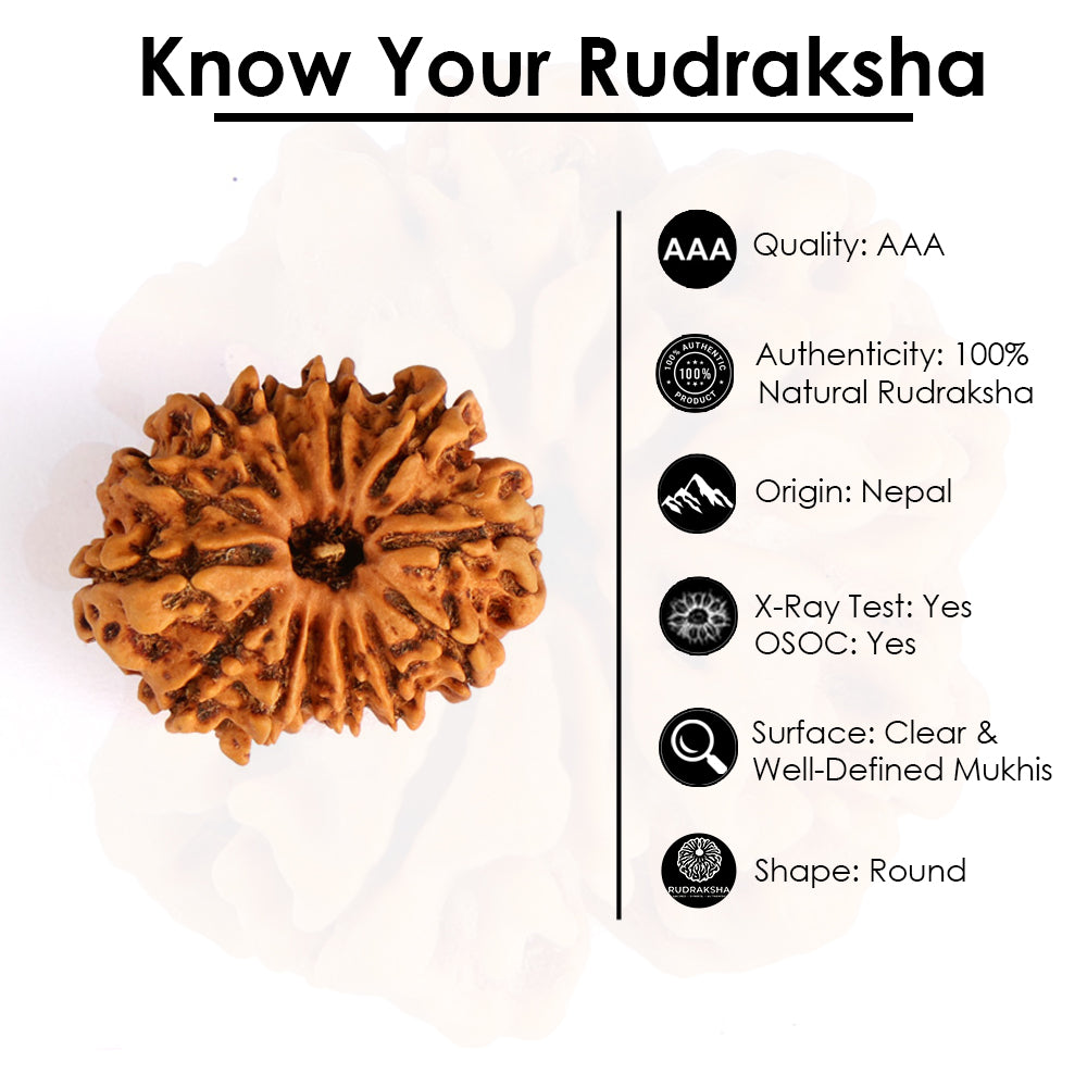 13 Mukhi Rudraksha (Regular)