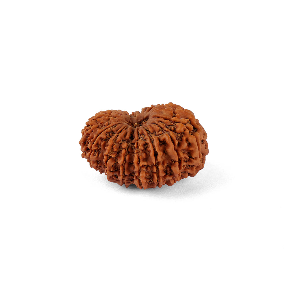 16 Mukhi Rudraksha (29.66mm)
