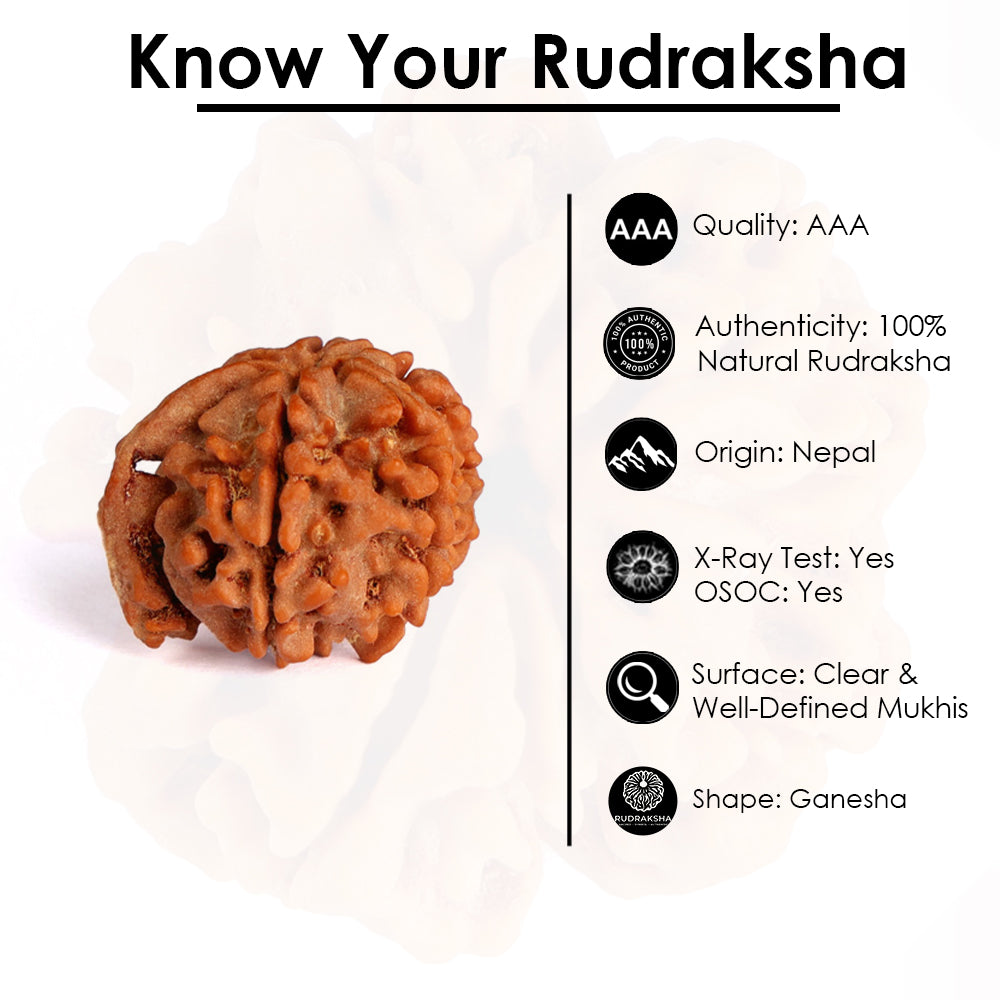 5 Mukhi Ganesh Rudraksha (Collector)