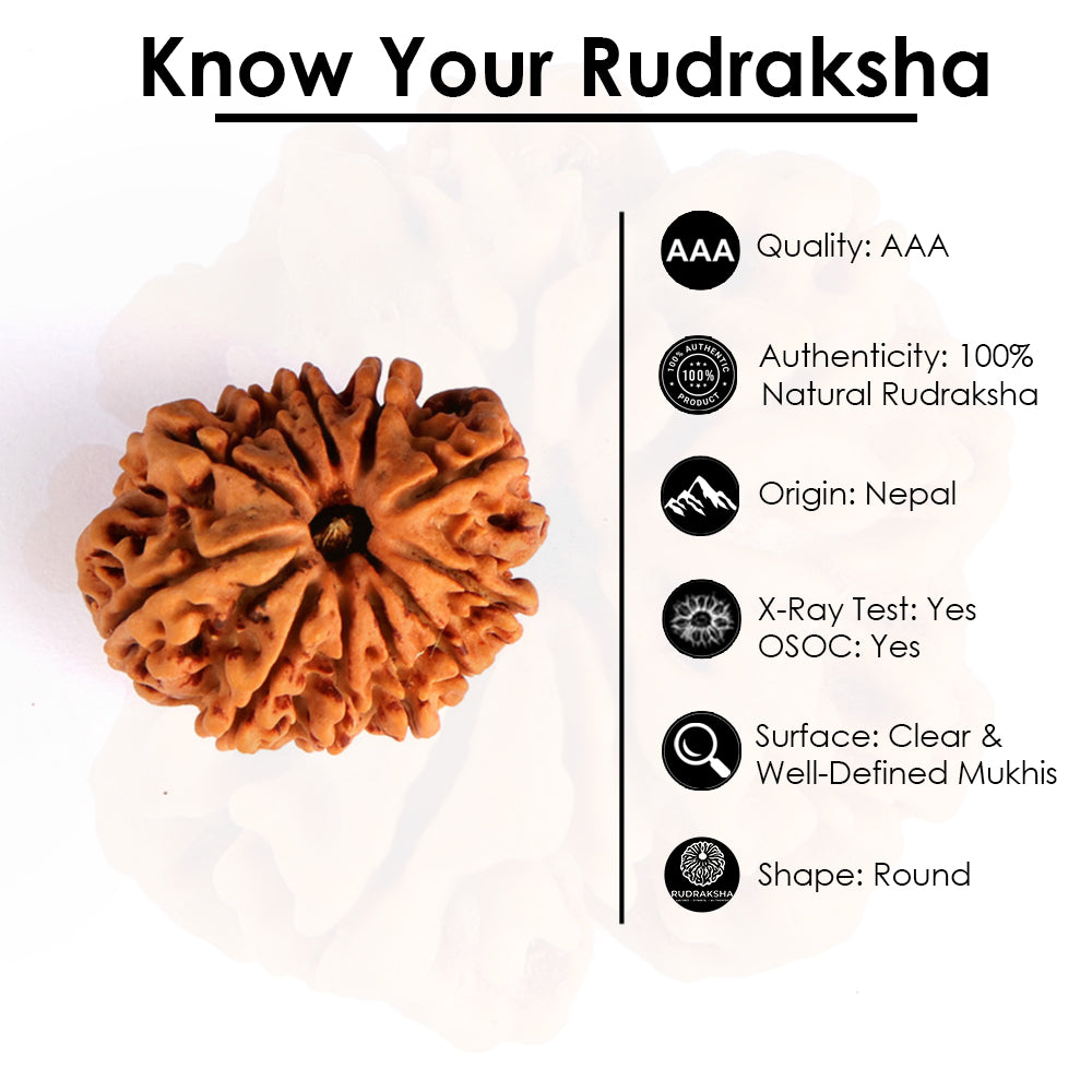 11 Mukhi Rudraksha (Super Collector)