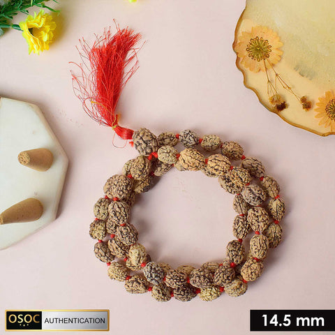 3 Mukhi Kantha Rudraksha mala made with three-faced Rudraksha beads, symbolizing purification and inner strength, ideal for spiritual growth and meditation. Indiaβs Premium Jap Mala Store - www.satvikstore.in
