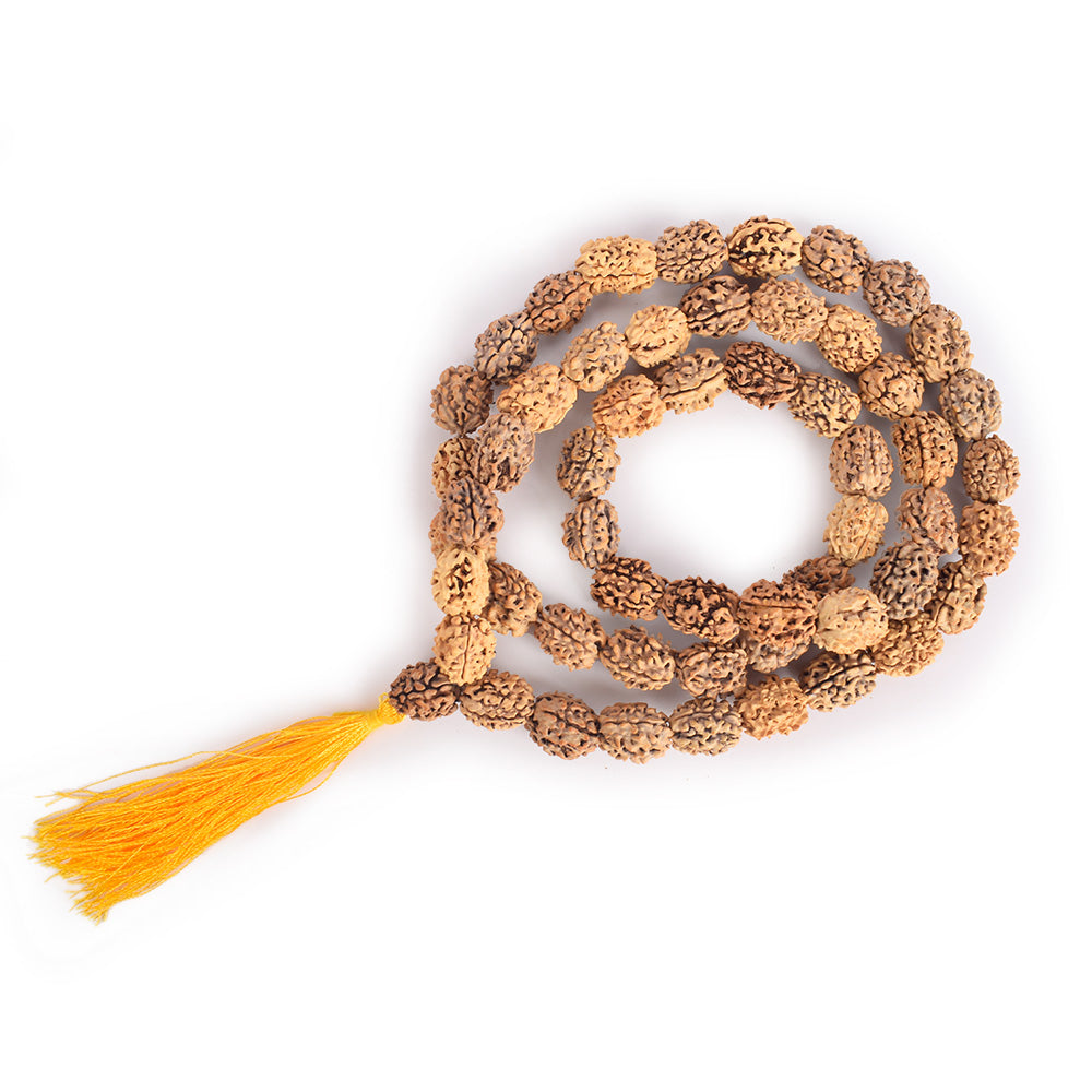 3 Mukhi 15-16mm Kantha Rudraksha Mala