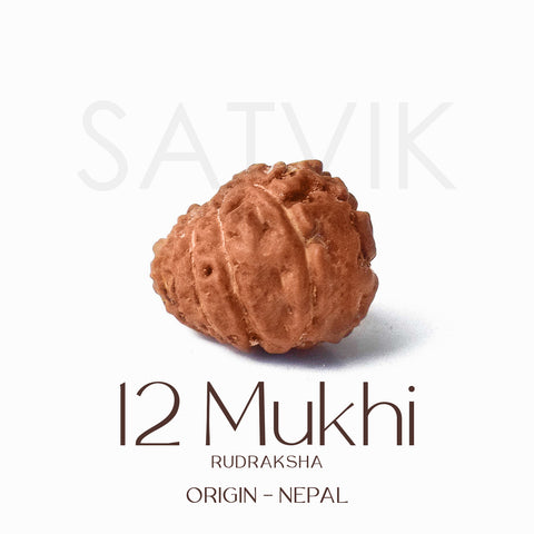 Certified 12 Mukhi Rudraksha bead in brown color from Indo origin placed on red cloth for solar energy, leadership, and spiritual authority. Indiaβs Largest Pooja Accessories Brand - www.satvikstore.in