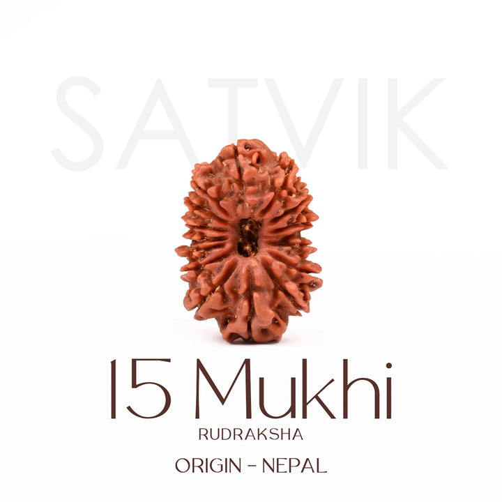 Certified 15 Mukhi Rudraksha Bead from Nepal – Powerful natural bead associated with Lord Pashupatinath, known for promoting love, compassion, emotional balance, and spiritual growth. India’s Largest Brass Idols Brand - www.satvikstore.in