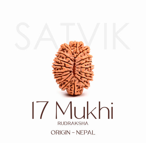 Certified 17 Mukhi Rudraksha Bead β Nepali origin sacred bead symbolizing Goddess Katyayani, known for bestowing spiritual awakening, immense wealth, success, and protection. Indiaβs Largest Brass Idols Brand - www.satvikstore.in