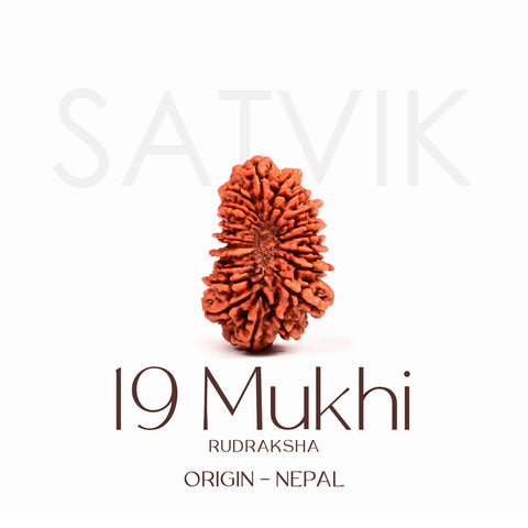 Certified 19 Mukhi Rudraksha Bead β Nepali origin sacred bead representing Lord Vishnu, ideal for attracting prosperity, protection, and spiritual growth. Indiaβs Largest Brass Idols Brand - www.satvikstore.in