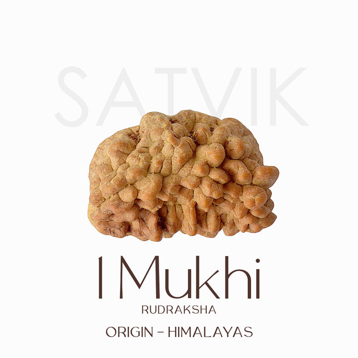 Original Certified One Mukhi Rudraksha bead in brown color placed on a red cloth for spiritual and meditative use. India’s Largest Pooja Accessories Brand - www.satvikstore.in