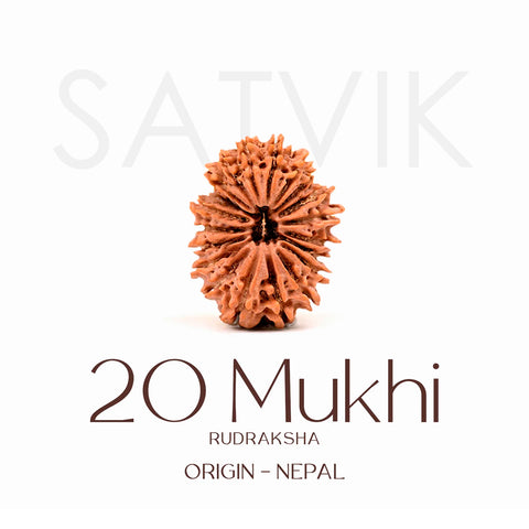 Certified 20 Mukhi Rudraksha Bead β Nepali origin sacred bead representing Lord Brahma, promotes wisdom, creativity, and higher spiritual growth. Indiaβs Largest Brass Idols Brand - www.satvikstore.in