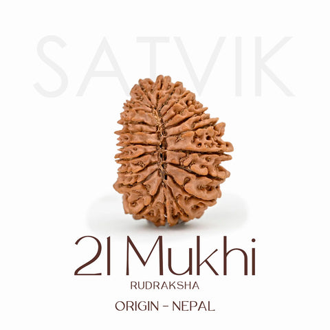 Certified 21 Mukhi Rudraksha Bead β Nepali origin sacred bead representing Lord Kuber, known for attracting immense wealth, success, and divine blessings. Indiaβs Largest Brass Idols Brand - www.satvikstore.in