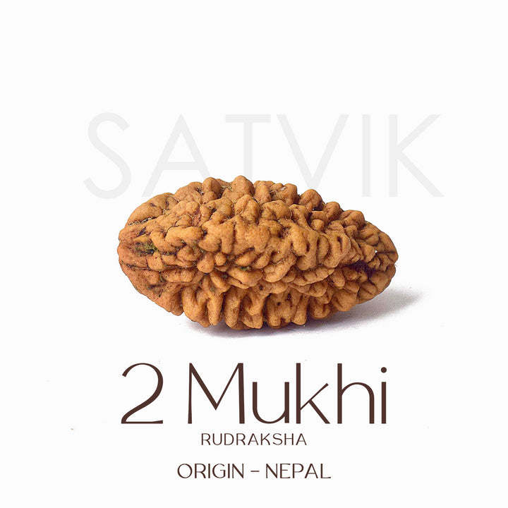2 Mukhi Rudraksha Beads – Natural Certified Original Rudraksha for Spiritual Balance and Harmony. India’s Largest Pooja Accessories Brand - www.satvikstore.in