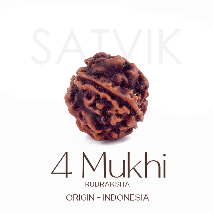 Certified 4 Mukhi natural brown Rudraksha bead placed on red cloth, representing wisdom, speech clarity, and blessings of Lord Brahma. India’s Largest Pooja Accessories Brand - www.satvikstore.in
