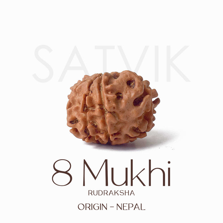 Certified 8 Mukhi Rudraksha bead in natural brown color from Indo origin placed on red cloth for success, clarity, and spiritual protection. India’s Largest Pooja Accessories Brand - www.satvikstore.in