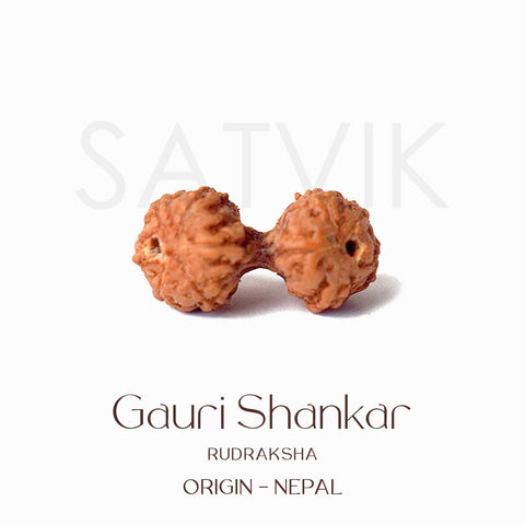 Certified Gauri Shankar Rudraksha bead in natural brown color from Indo origin placed on red cloth, symbolizing love, unity, and divine marital harmony. Indiaβs Largest Pooja Accessories Brand - www.satvikstore.in