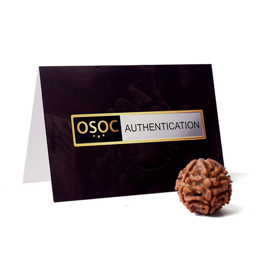 Certified 7 Mukhi Natural Rudraksha Bead (Indonesia)