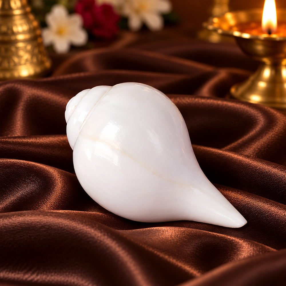 Natural 100% Original Vamavarti Shankha 10–11 cm