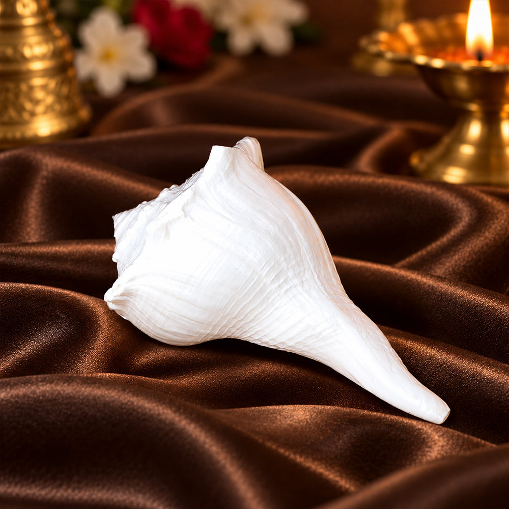 17.7 cm Natural Dakshinavarti Valampuri Shankh – Sacred Shell