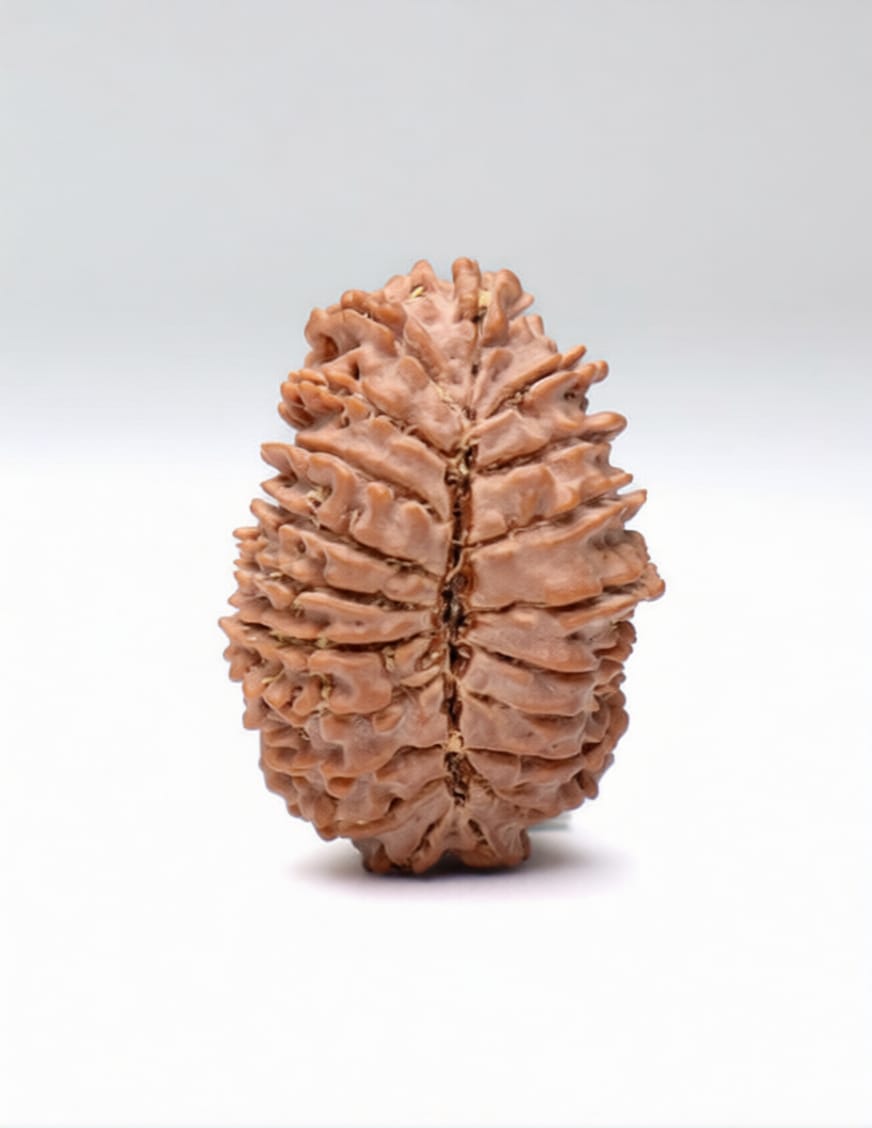 20 Mukhi Rudraksha