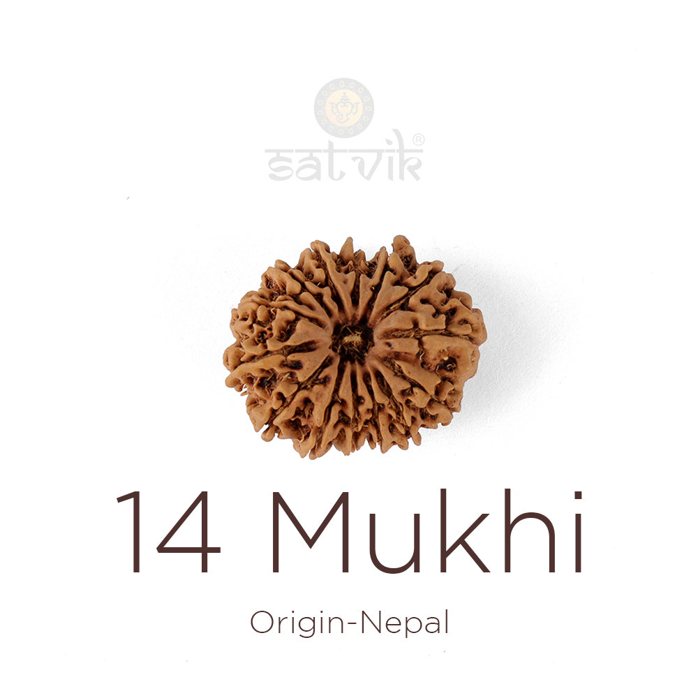 14 Mukhi Rudraksha: The Divine Gem of Intuition, Wisdom & Fearless Decision-Making