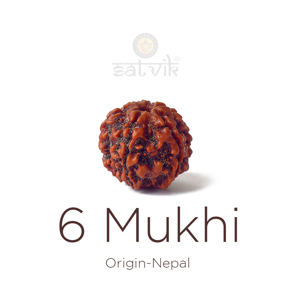 6 Mukhi Rudraksha: Meaning, Benefits, Authenticity & Complete Buying Guide
