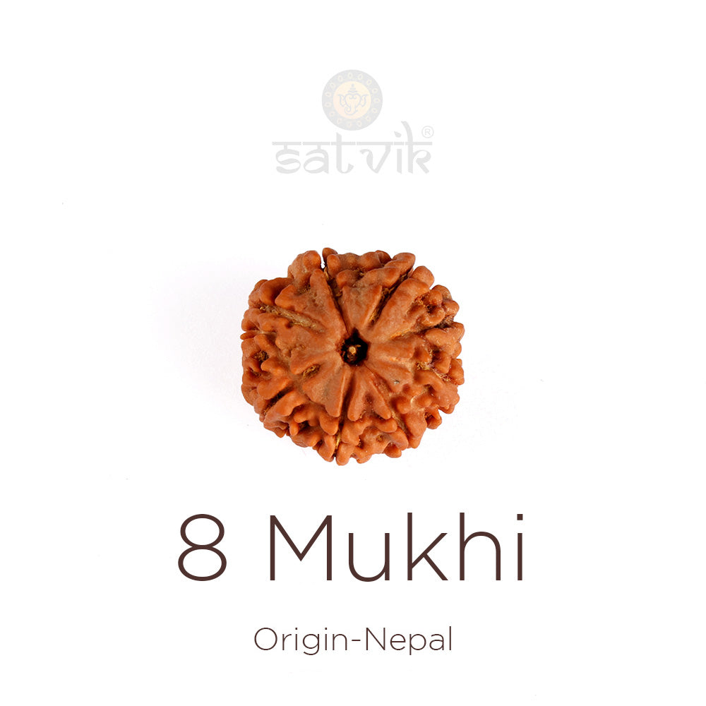 8 Mukhi Rudraksha: Meaning, Benefits, Lord Ganesha Connection & Complete Wearing Guide