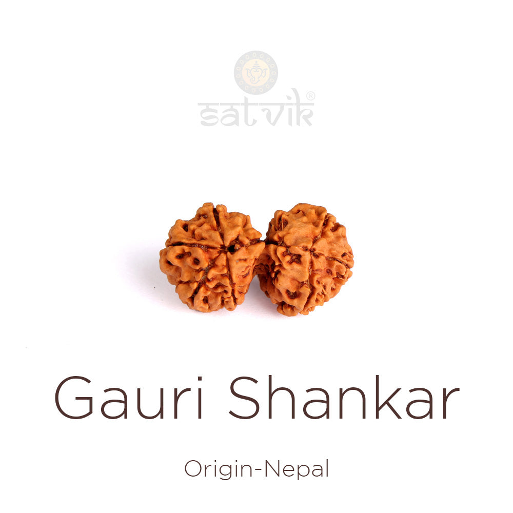 Gauri Shankar Rudraksha: The Sacred Symbol of Divine Union, Love & Spiritual Harmony