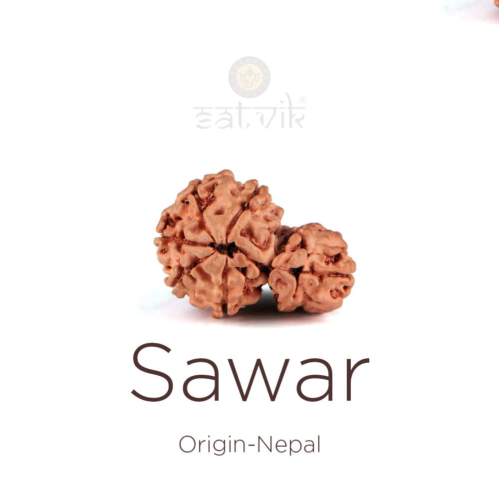 Sawar Rudraksha: The Sacred Symbol of Unity, Prosperity & Divine Blessings