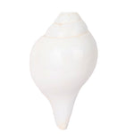 Natural 100% Original Sacred Blowing Shankh 13.5 Cm