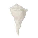 17.7 cm Natural Dakshinavarti Valampuri Shankh – Sacred Shell