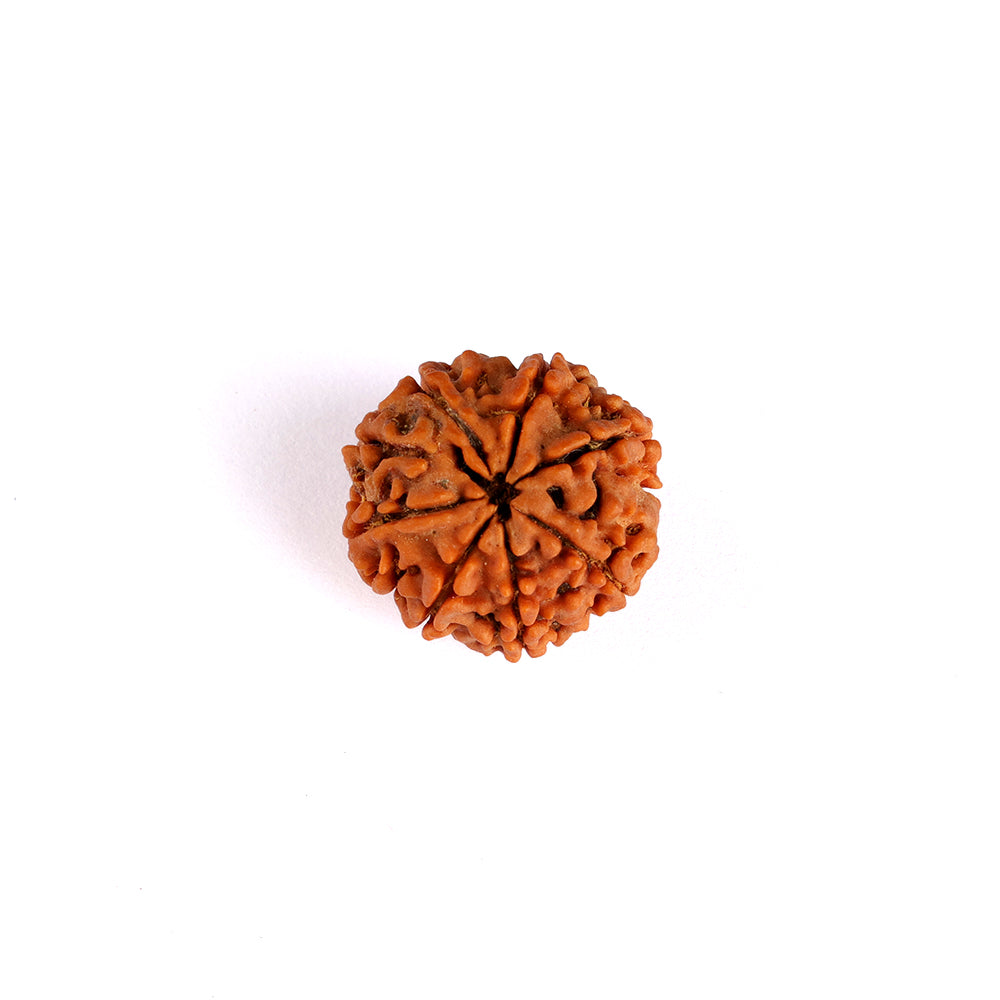 8 Mukhi Rudraksha (Super Collector)