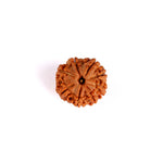 8 Mukhi Rudraksha (Super Collector)