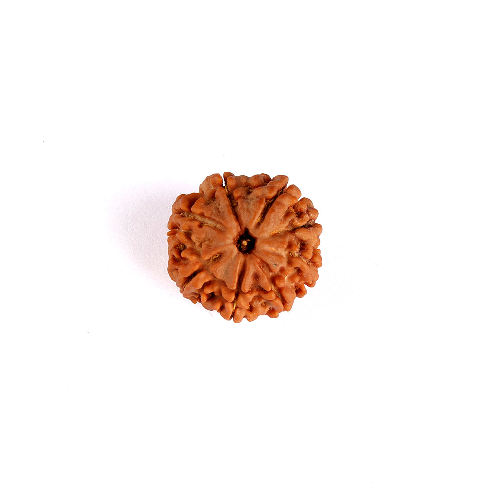 8 Mukhi Rudraksha (Regular)