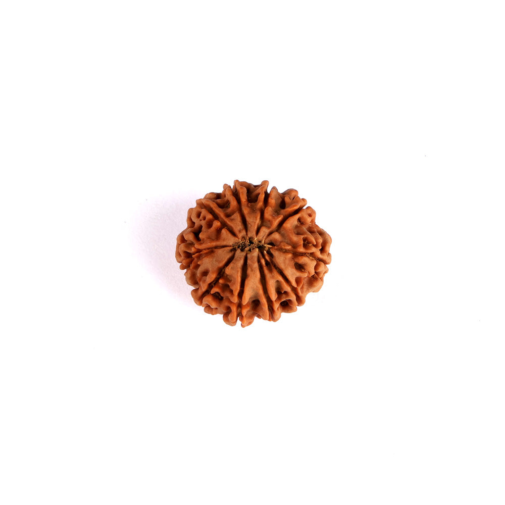10 Mukhi Rudraksha (Super Collector)