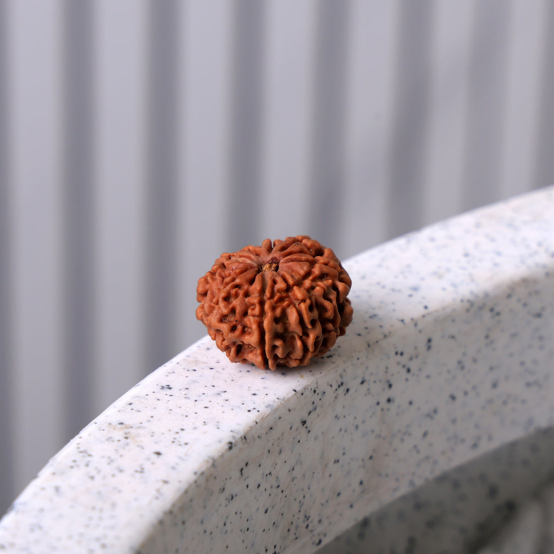 10 Mukhi Rudraksha (Super Collector)