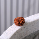 10 Mukhi Rudraksha (Super Collector)