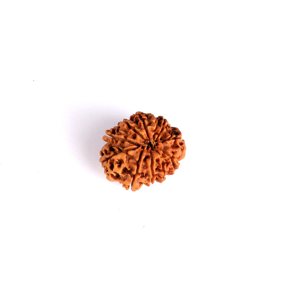 11 Mukhi Rudraksha (Regular)