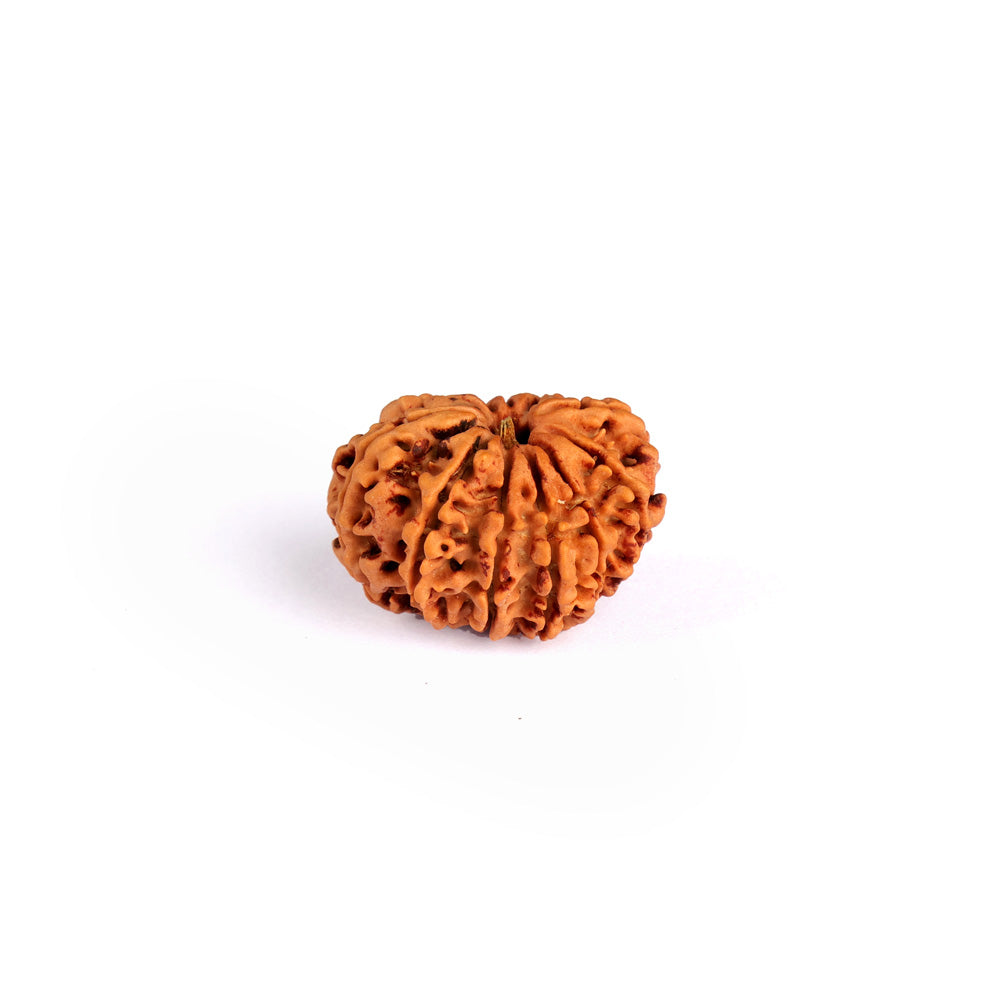 11 Mukhi Rudraksha (Regular)